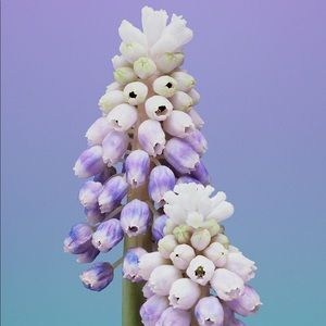 Meet your Posher, Fatemeh